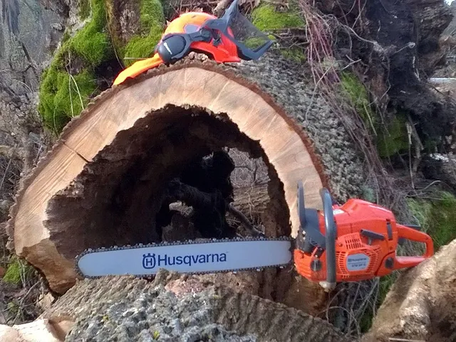 Träd